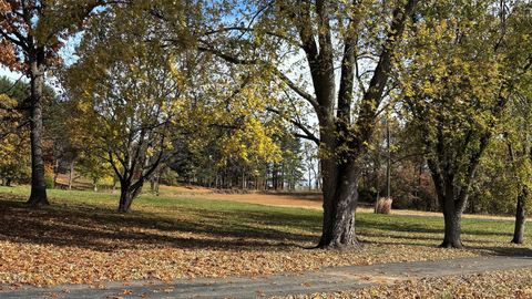 Fall Leaf Management: Finding the Balance Between Lawn Health and Habitat