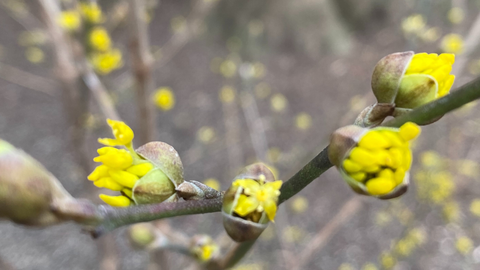 Lindera benzoin (Spicebush): A Native Shrub for Wildlife and Woodland Gardens