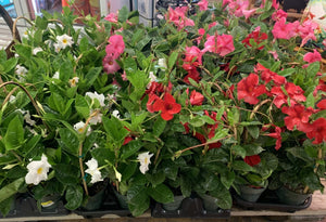 Mandevilla flowering vine at The Mill of Bel Air