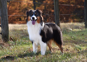 Australian Shepherd in a field