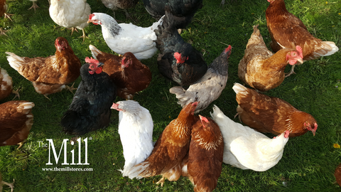 Chickens and Molting: What Every Flock Owner Should Know