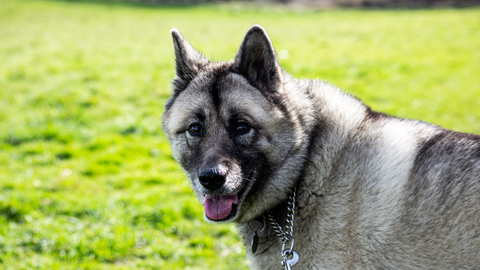 Breed of the Month: Norwegian Elkhound | Care, Training, and Feeding Guide | The Mill