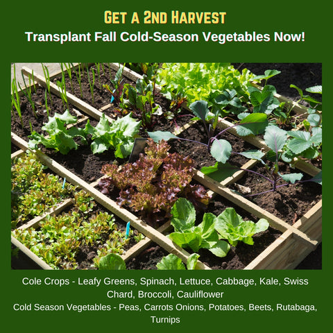 Fall Vegetable Transplants