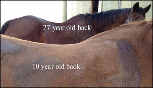 The back of a 10 year old horse compared to the back of a 27 year old horse