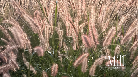Taller Ornamental Grasses: Sun-Loving Varieties for Color, Movement & Wildlife