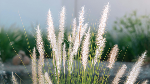 Taller Ornamental Grasses for Sun: Best Varieties for Color, Movement & Wildlife