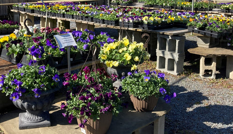 Pansies at The Mill of Kingstown