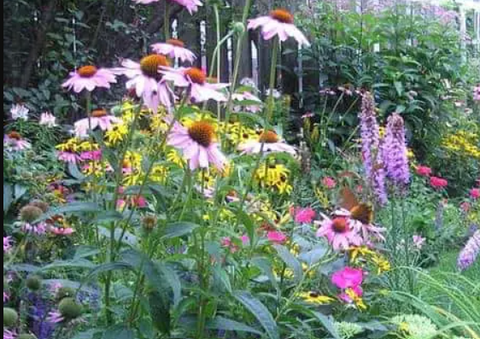 Perennial pollinator garden