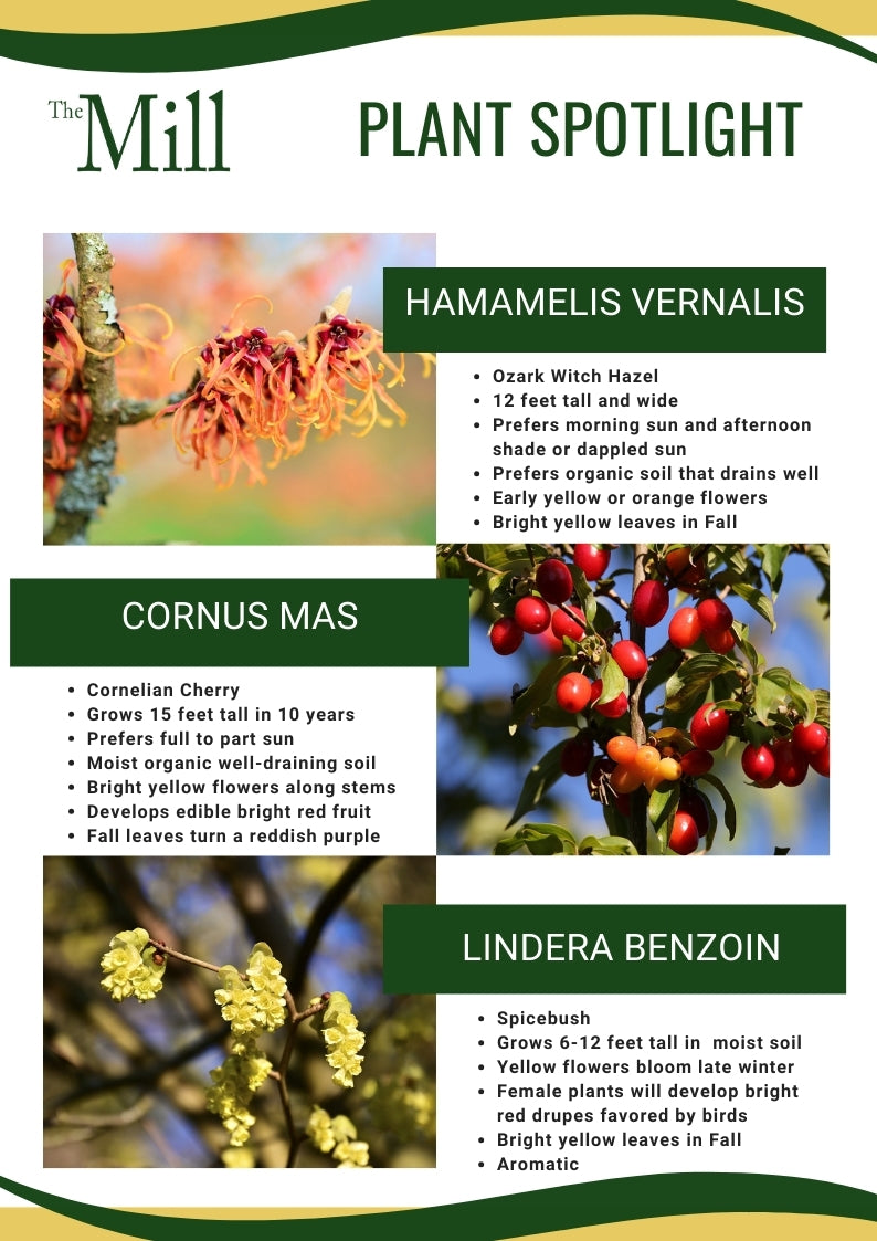 Spring Delights from Native Trees – The Mill