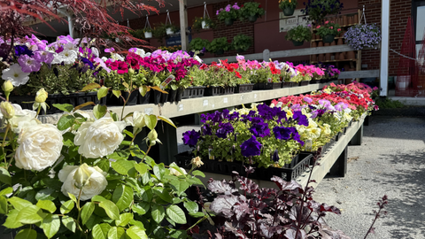 How to Transition Your Outdoor Plants Indoors for Winter