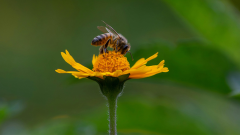 Supporting Pollinators in the Mid-Atlantic: What Homeowners Can Do This Summer