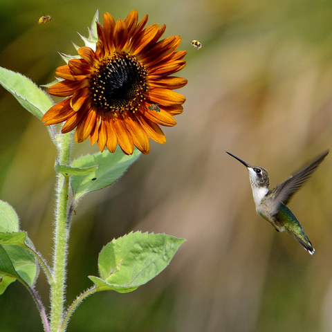 Hummingbird and 3 bees flying to an orange flower