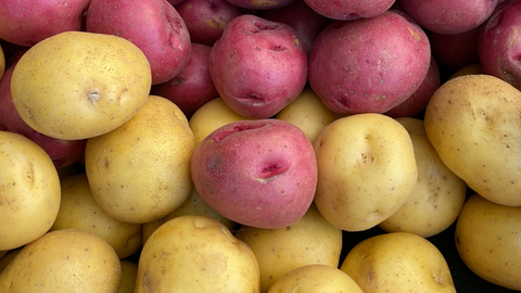 Growing Potatoes: Variety, Timing, and Yield