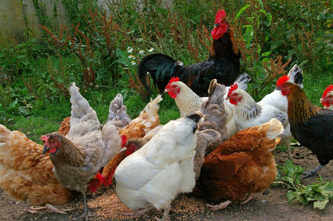 A flock of free range chickens next to a garden eating scratch grains