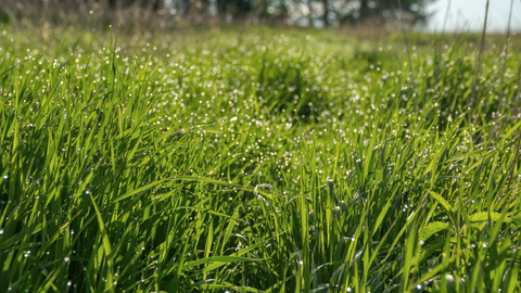 Plan Now for a Greener Spring Lawn