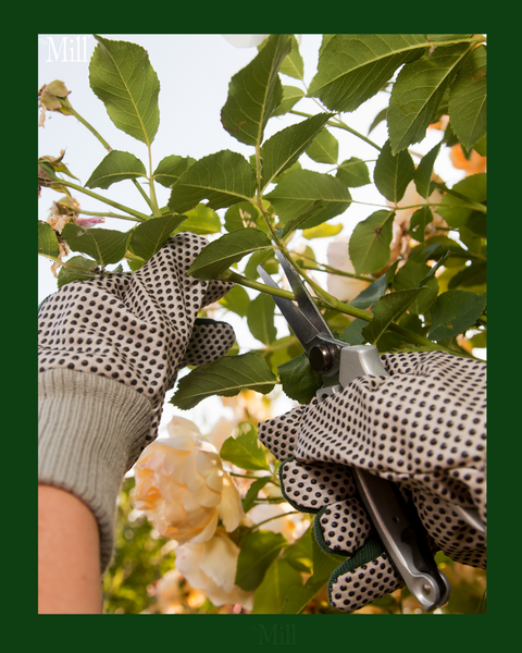 Pruning flowering shrub