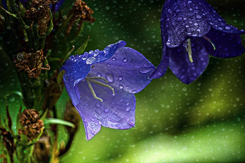 Purple flowers in the rain