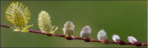 Pussy Willow Stem Blooming Stages