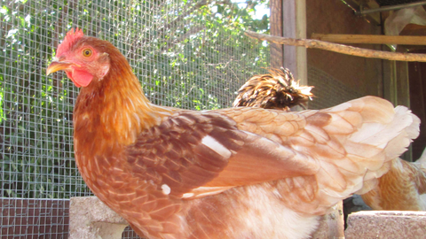 Why Ready-To-Lay Pullets Are a Smart Investment for Backyard Flocks