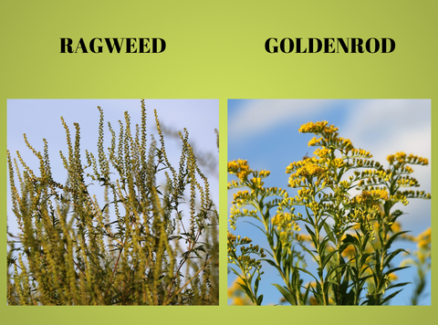 Ragweed vs. Goldenrod: How to Tell the Difference