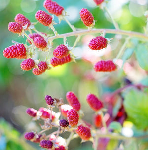 Monthly Task list for Varieties of Raspberries