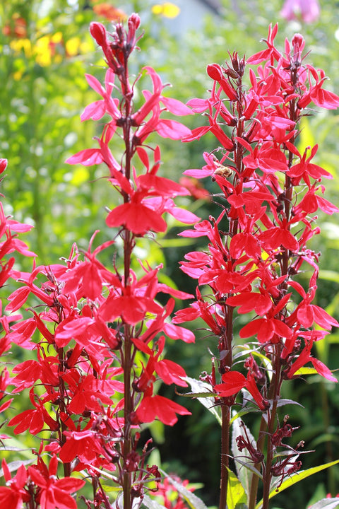 Red Salvia flower spikes