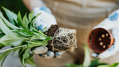 Repotting Houseplants: When, Why & How to Give Indoor Plants Room to Grow