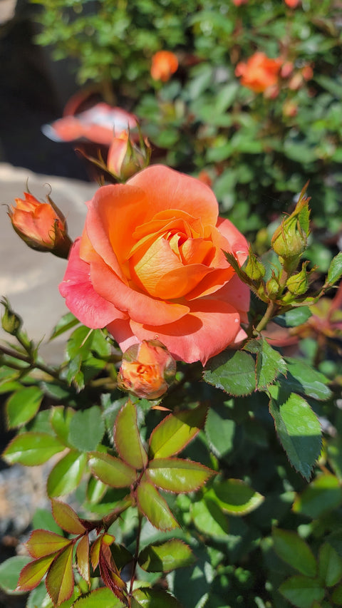 Peace rose 