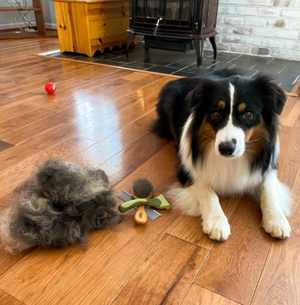 Grooming an Australian Shepherd