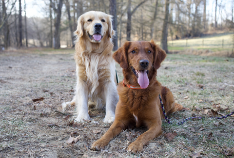 The Mill's Breed of the Month: Golden Retriever