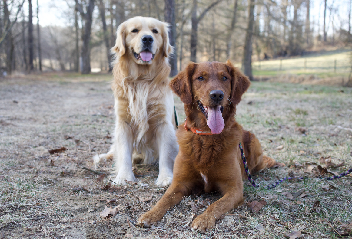 Red field golden hot sale retriever