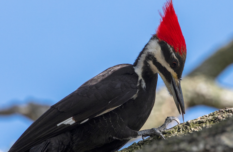 The Pileated Woodpecker