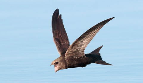 Chimney Swift