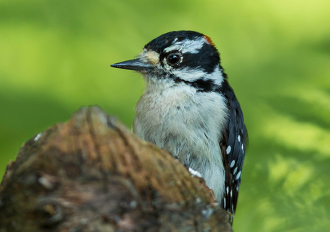 November Bird of the Month: Hairy Woodpecker