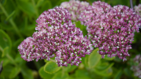 Sedums: A Guide to Growing Stonecrop