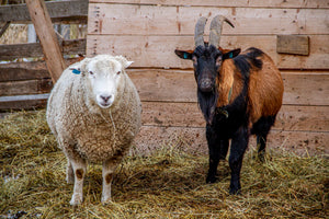 Sheep & Goat in barnyard
