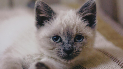 Siamese Cat: December 2025 Breed of the Month