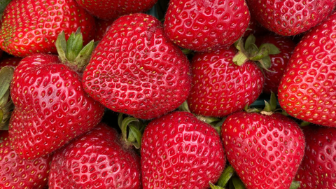 Growing Strawberries: Day-Neutral vs June-Bearing Varieties