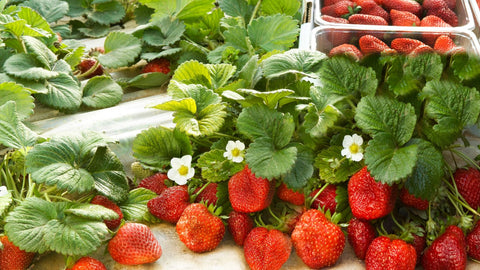 Strawberry plants at flower stage