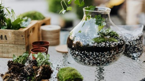How to Make a Terrarium: Best Plants & Step-by-Step Guide