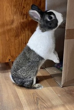 Thumper is a Dutch Rabbit store mascot at The Mill of Whiteford