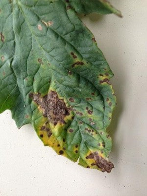 Late Blight on Tomato Leaf - University of MD