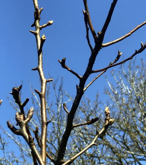 Budded fruit trees in late February