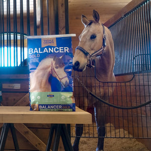 Bag of Triple Crown Balancer Feed with a horse sniffing it