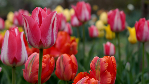 Variety of tulips blooming in garden bed.
