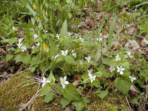 Ephemeral Native Woodland Plants