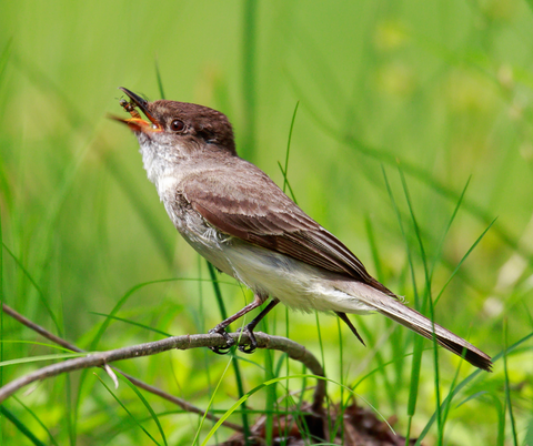 The Eastern Wood-Pewee: The Mill's Bird of the Month - March 2023