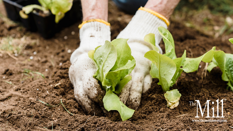 Planting lettuce in soil