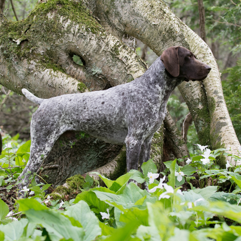 August Breed of the Month: German Shorthaired Pointer