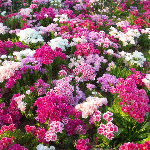 dianthus 